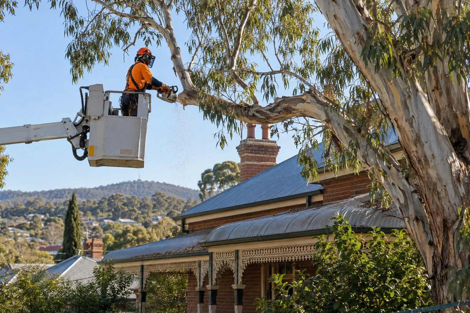 Tree pruning, Bendigo: arborist in an elevated work platform cutting a gum branch over a brick house roof