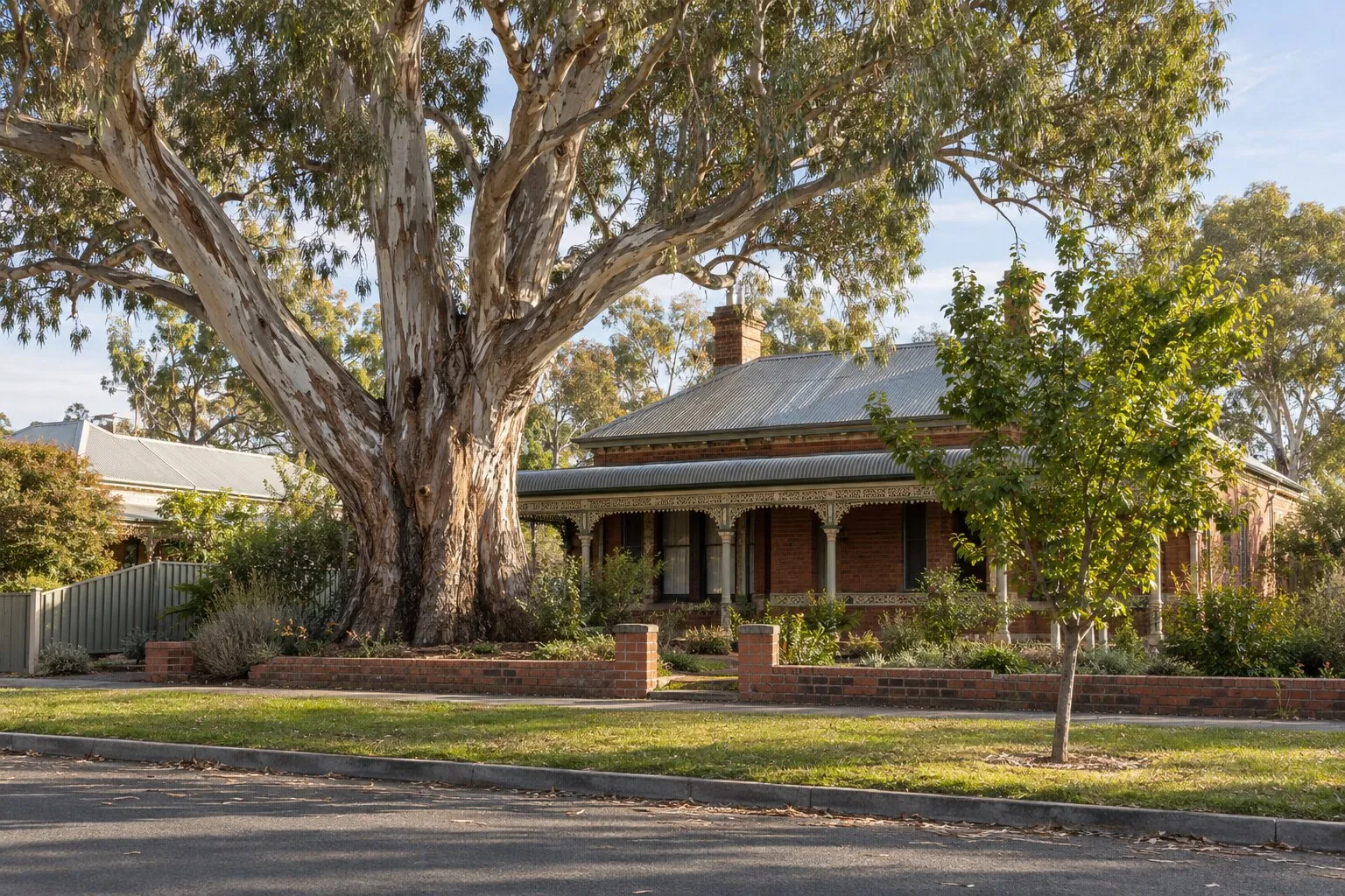 Tree removal permit, Bendigo: large old river red gum in the front garden of a Victorian-era brick house